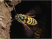 Gemeine Wespe