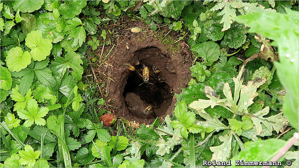 03 Gemeine Wespen