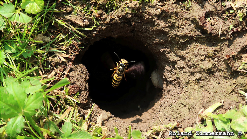 04 Wespe Mausloch