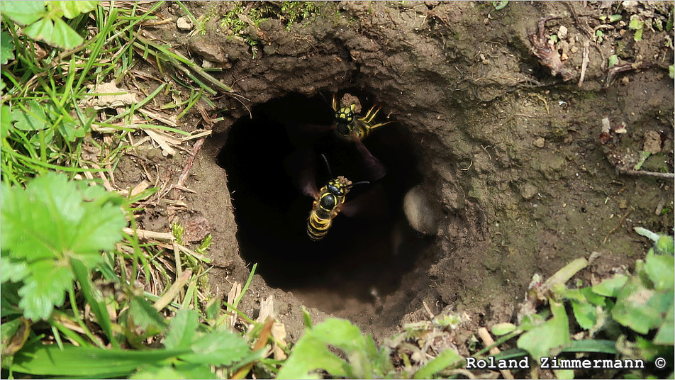 05 Wespen Mausloch
