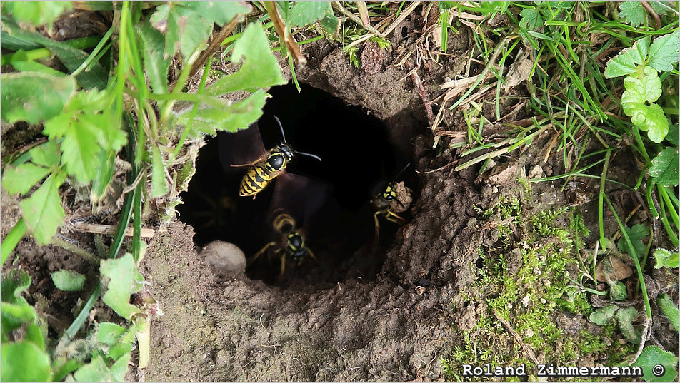 06 Wespen Mausloch