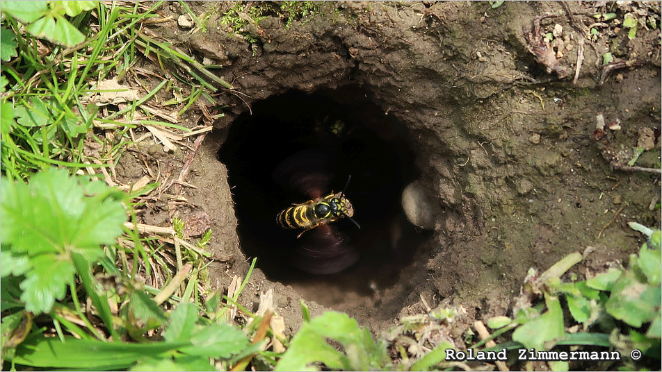 07 Wespen Mausloch