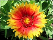 Blumenwiese
