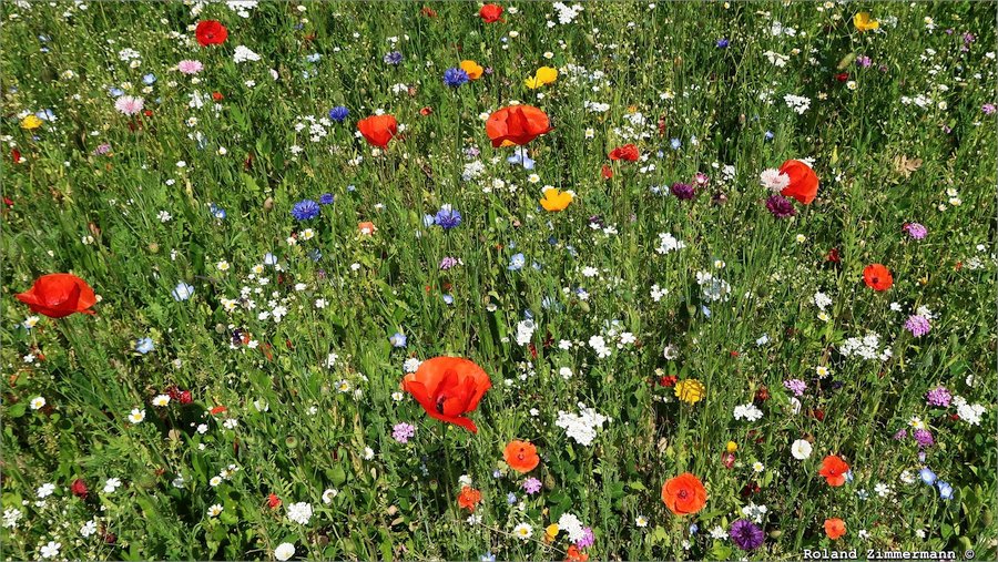 Blumenwiese