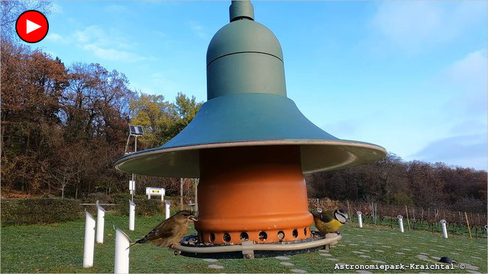 Blaumeise Gruenfinkt Sonnenblumenkern