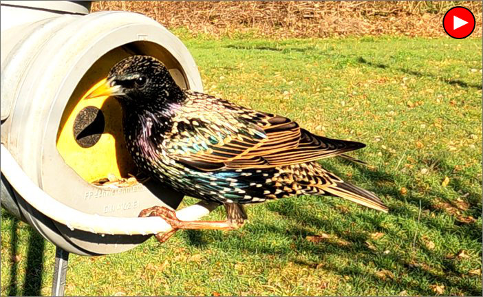 Voegel Futtersilo Star 2023 03