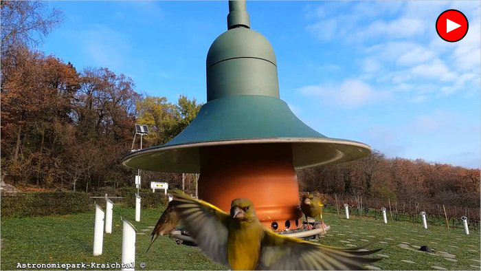 Vogelfutter Lampe 2022