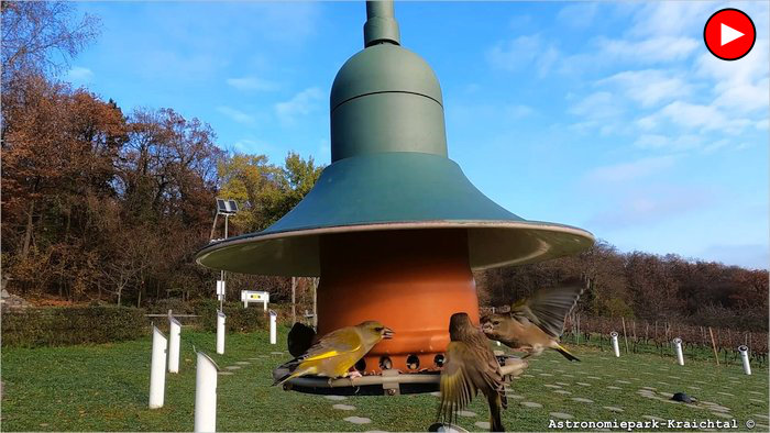 Streit der Gruenfinken