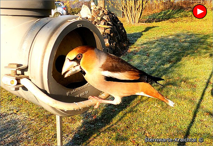 Voegel Futtersilo 01