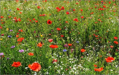 2025 06 18 Blumenwiese